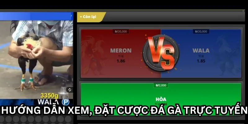 Hướng dẫn xem, đặt cược đá gà trực tuyến